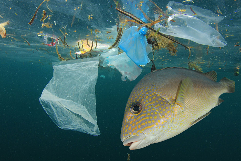 plastic pollution ecogy